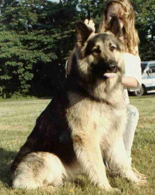 out of AKC GSD Shiloh`s Easy Rider