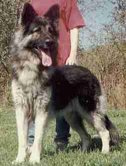 sired by AKC GSD Shiloh`s Still Smokin