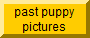 puppies grown up large
