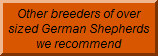 Large German Shepherds