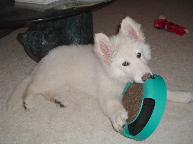 long coat german shepherd pup